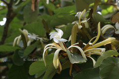 Pterospermum acerifolium